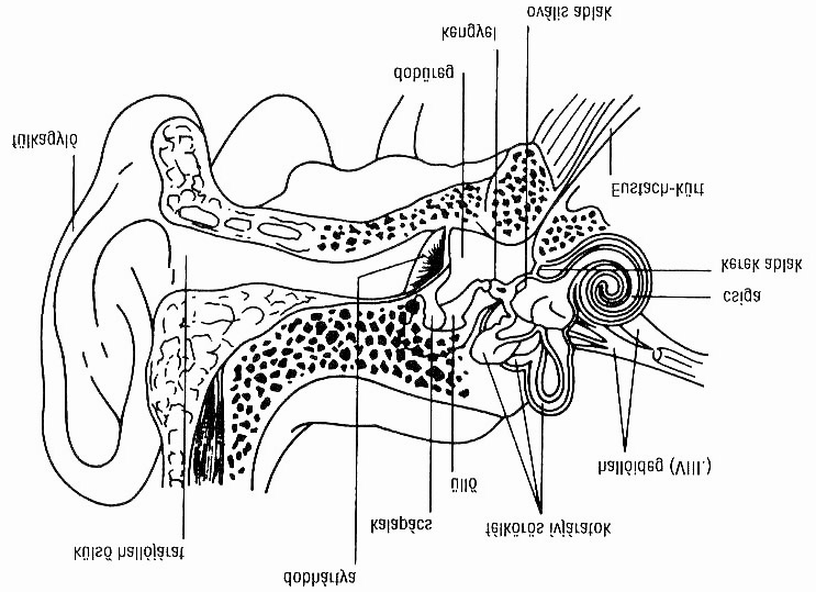 hogy mindenféle eszközt dugjanak a fülükbe.) A középső fület a dobhártya határolja, amely rostos, rugalmas izomszövetekből áll, amelyeket a hanghullámok megrezegtetetnek.