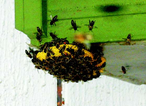 Harmatos füvet kézzel tépve a harmatot (vizet) gyûjtõ méhet megszoríthatjuk (védekezni fog). Ha egy méh ránk repül, ne ijedjünk meg, maradjunk nyugodtan, mert egy kis pihenés után továbbrepül.
