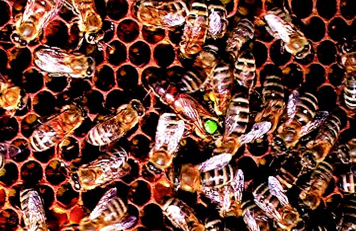A legutóbbi adatok szerint Magyarországon mintegy 600 ezer méhcsalád él 38-40 ezer méhész tulajdonában. A szorgalmas méhek évente több 100 vagonnyi mézet gyûjtenek össze.