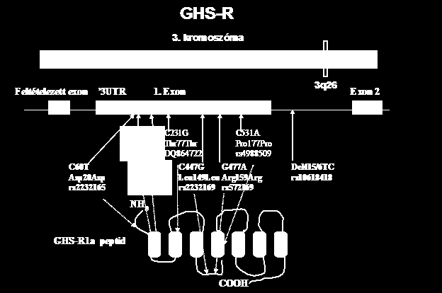 3 GHRELIN A ghrelin felfedezéséhez az emberi hypophysisből előállított GH korlátozott elérhetősége, illetve az alkalmazásának ritka, de halálos szövődménye, a Creutzfeld-Jacob-betegség kialakulása