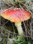 Légyölő galóca (Amanita muscaria) hatóanyag :