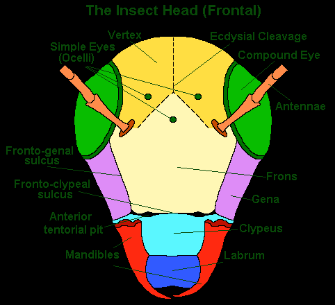 Rovar fej anatómiai felosztása. Forrás: http://www.entomology.umn.