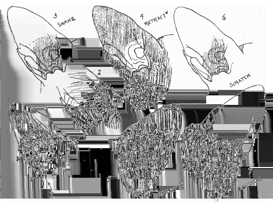 22 / 82 3.2. ábra. A macska fülreflexeinek receptor mezői. 1. és 2. a macskafül anatómiáját mutatja be. 3. a fejrázó reflex érzékenységi területét mutatja.