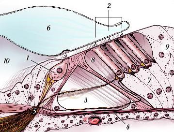 SV Perilympha RM DC StV Endolympha LS A cochlea egy csavarulatának sémás keresztmetszete, a folyadékterekkel.