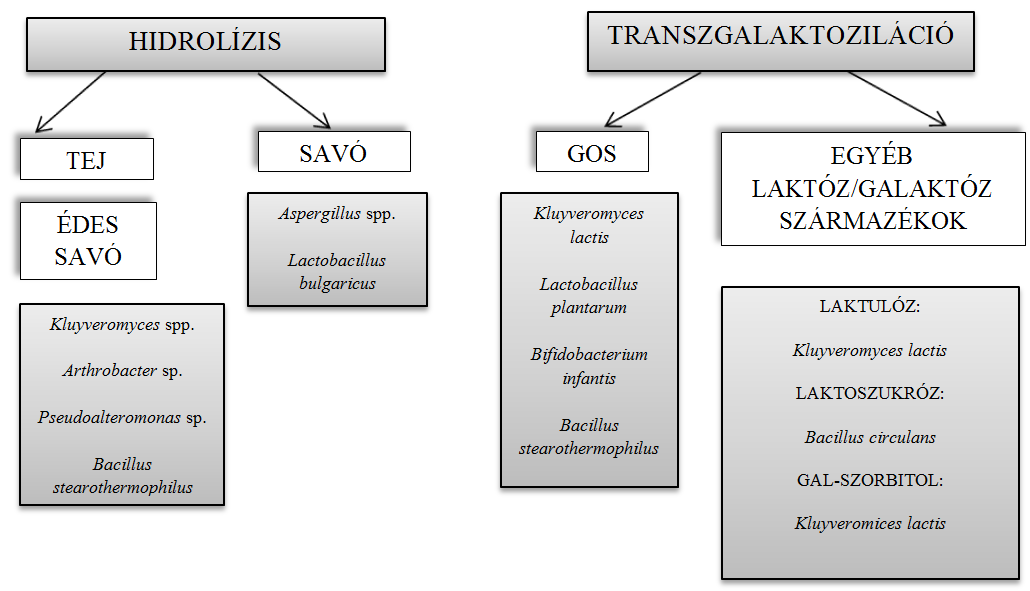 9. ábra: β-galaktozidázok biotechnológia alkalmazása: különböző mikrobiológiai forrásokból izolált enzimek felhasználásának lehetőségei (Oliveira és mtsai.