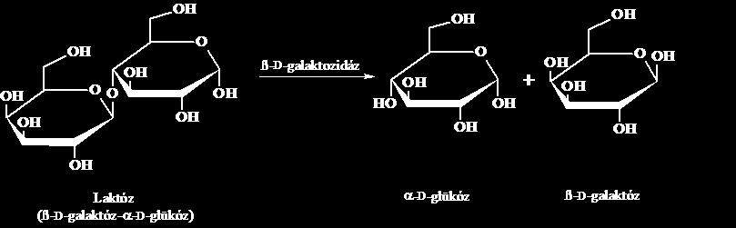 1. táblázat: A β-galaktozidáz enzim működésének optimális paraméterei (Quinn és mtsai. 2001) Az enzim működés szempontjából fontos tényező a ph tartomány megválasztása.