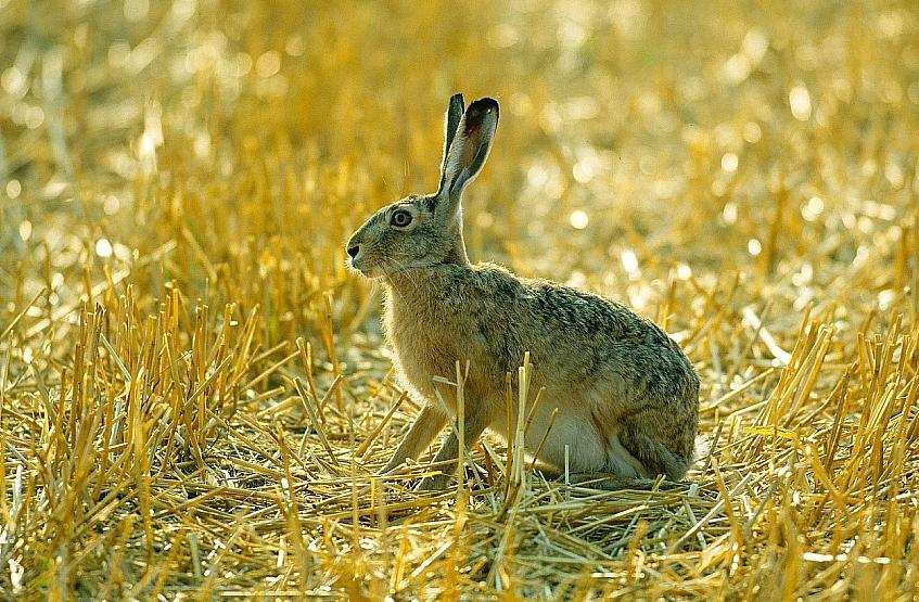 Sylvilagus floridanus A Sylvilagus genusba 13 fajt sorol-nak, amelyek Kanadától Argentína és Paraguay vidékéig elterjedtek.