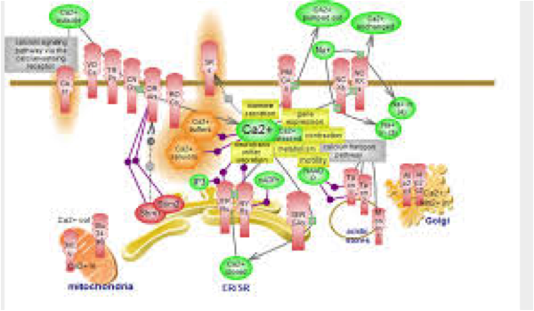 ATP2C2 Ca szállító ATPase Ca szükséges a neuronális