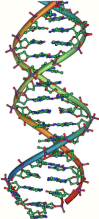 A DNS DNS: dezoxiribunukleinsav A genetikai információt tároló molekula.