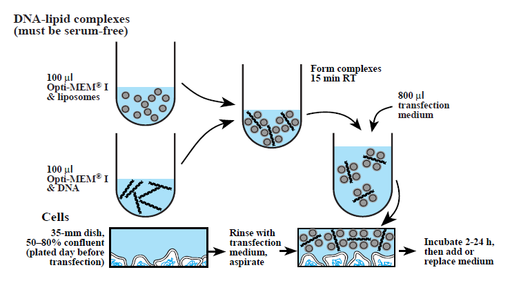 Transzfekció lipid