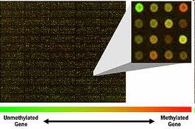 DNS metilációs array Hipo vagy