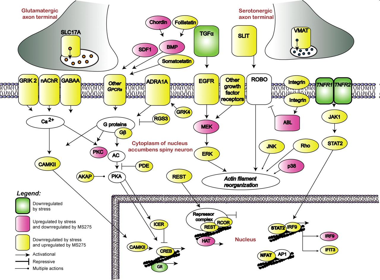 Génmintázat értelmezése pathway segítségével J Neurosci. 2009 Sep 16;29(37):11451-60.