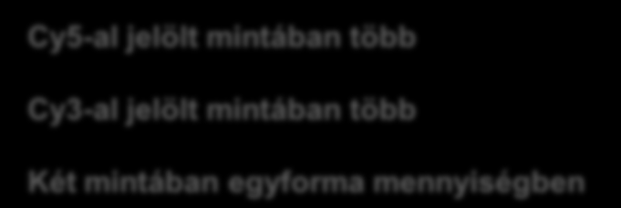 Teljes genom vizsgálata array CGH segítségével Cy5-al jelölt mintában több Cy3-al jelölt mintában több CGH-Komparatív genomiális hibridizáció Két mintában