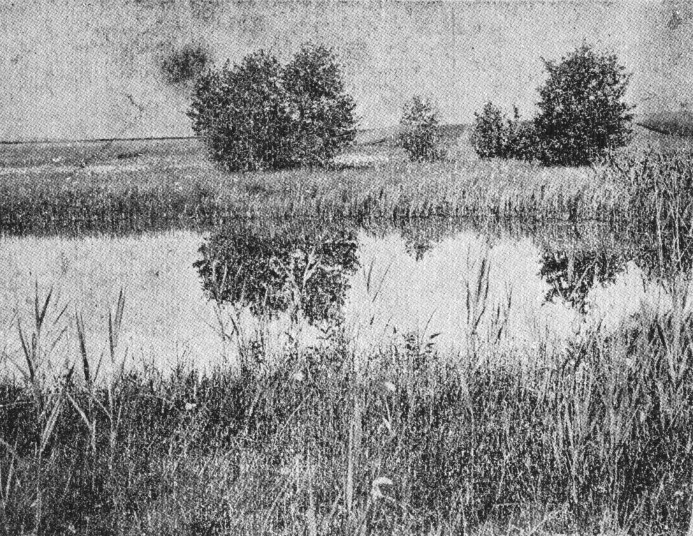 Typha latifolia, Glyceria maxima, Oenanthe aquatica alkotta ingóláp jellegű társulás. (NYÁRÁDY 1929) (23.