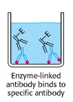 HIV ELISA teszt A második ellenanyag enzimhez kötött.