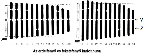 Az ábra az erdeifenyő és a feketefenyő kromoszóma-szerelvényét mutatja be. 45. Mi jellemzi a V területet? Válassza ki a helyes válaszok (2) betűjeleit! A.