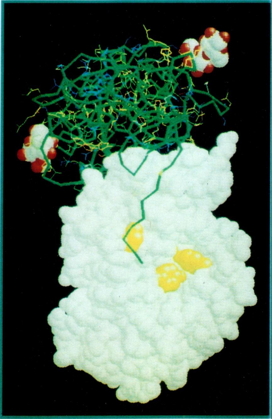 Mistletoe lectin Two chains of the Viscum Album Agglutinin-I (VAA-I) : A chain (29 kd) strong ribosoma