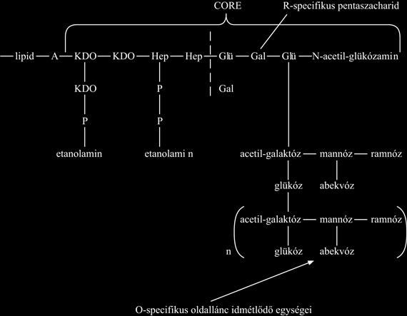 Bakteriológia A peptidoglükán vázhoz kapcsolódó lipoproteid- és LPS-komplexek a Gram-negatív baktériumok sejtfalát tömörré, a nagyobb molekulák számára átjárhatatlanná teszik.