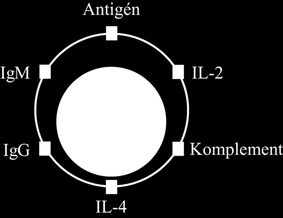 Immunológia A B-lymphocyták az ellenanyag-termelő sejtek praecursor (előd) sejtjei. Rövid életű sejtek és számuk a vérkeringésben a T-lymphocytáknál kisebb (30%).