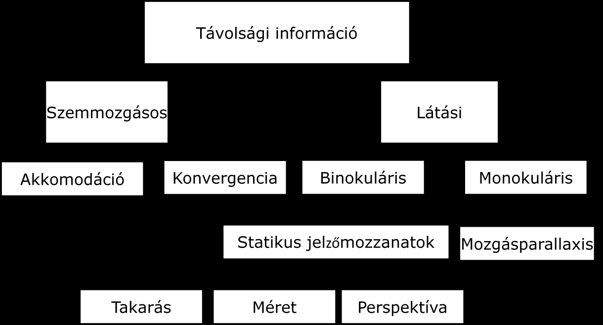 - Akkomodáció: a szemlencse összehúzódása, a távoli tárgyról érkező fénysugarakat (baloldali kép) másképp fókuszálja, mint a közeli tárgyról érkezőket (jobboldalt) - Konvergencia: a két szem által