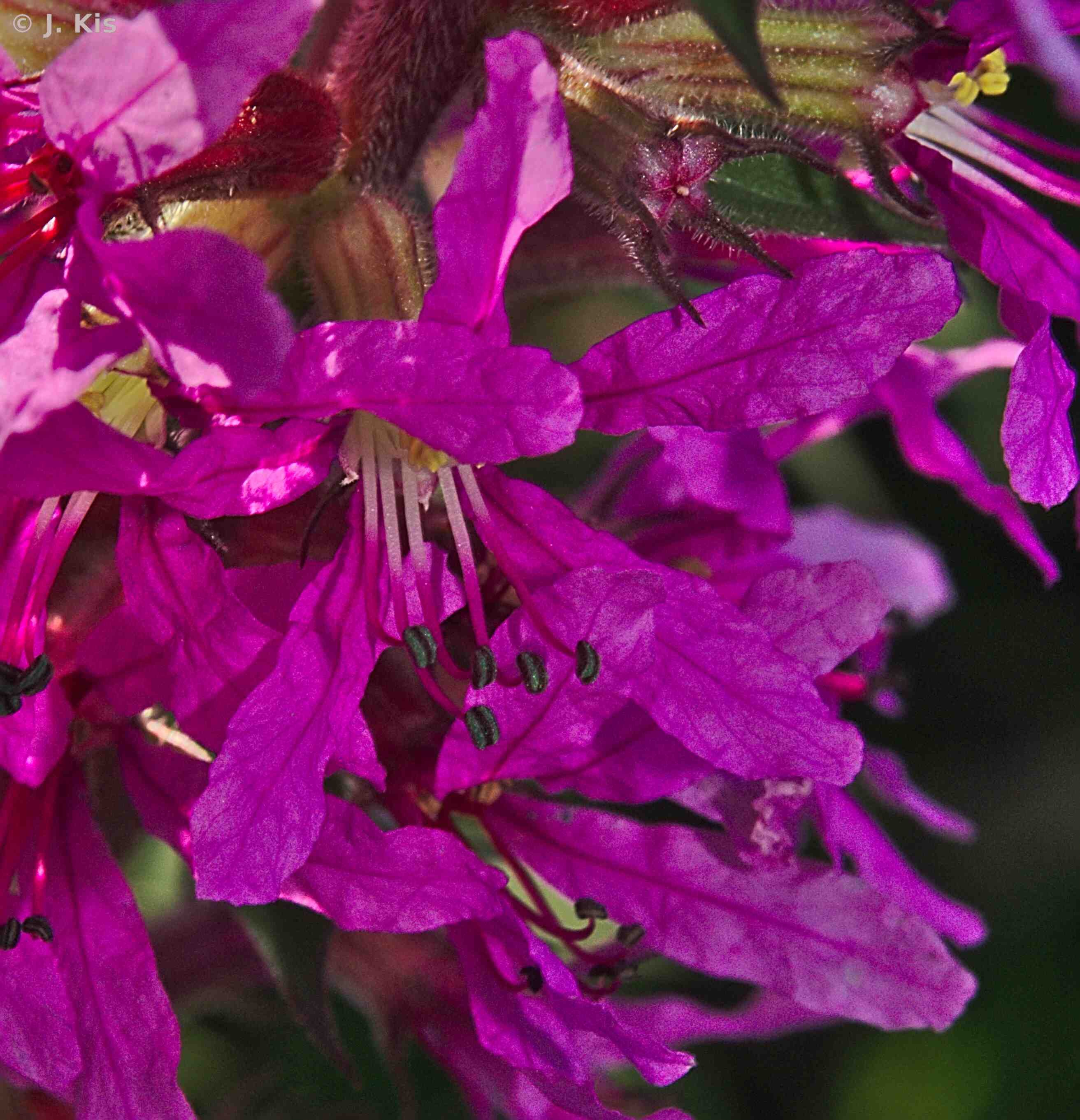 S(λ) A virágok hasonlósága a poszméhek számára Földi poszméh színlátása Bombus terrestris Peitsch et al. 1992 Virágok fényvisszaverése UV-nyelő fehér visszaverés aránya (%) Spaethe et al.