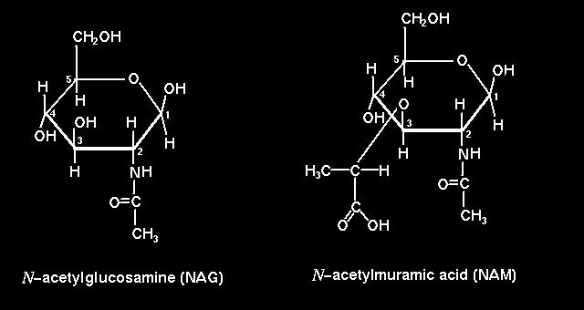 9. kép Az N-acetil muraminsavhoz kapcsolódik egy négy aminosavat tartalmazó peptid rész. Az 1. aminosav L-alanin (L-Ala), a 2. aminosav D-glutaminsav (D-Glu), a 3.