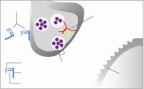 A botulin toxin hatásmechanizmusa Három lépcsőben: A: Kötődés Bot toxin SNARE complex Light chain Acetylcholine B: Internalizáció Heavy chain Disulphide bond End-plate region Bot toxin Synaptic