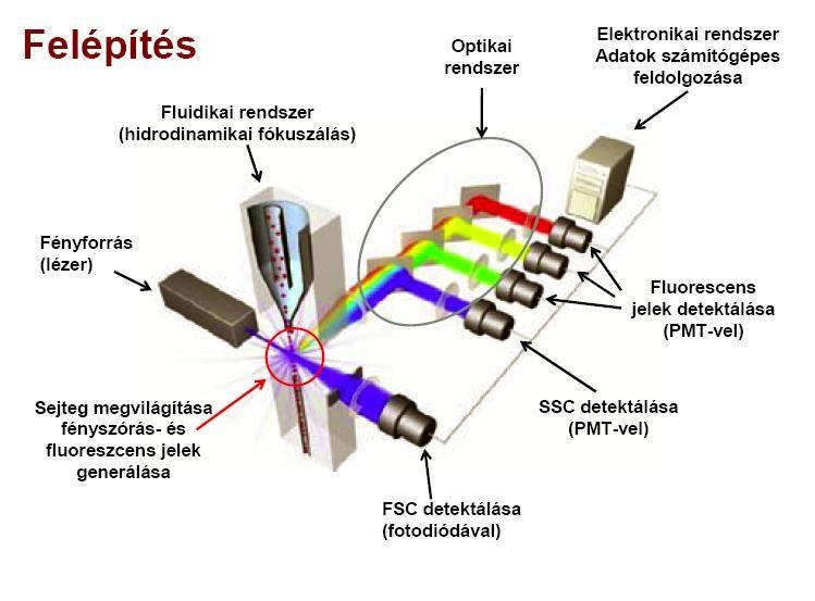 SSC=Oldalszórás