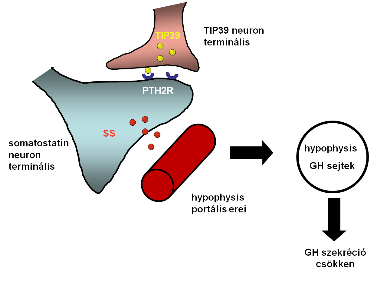 20. ábra Az eminentia medianaban található somatostatint tartalmazó terminálisok egy része PTH2 receptort is expresszál.