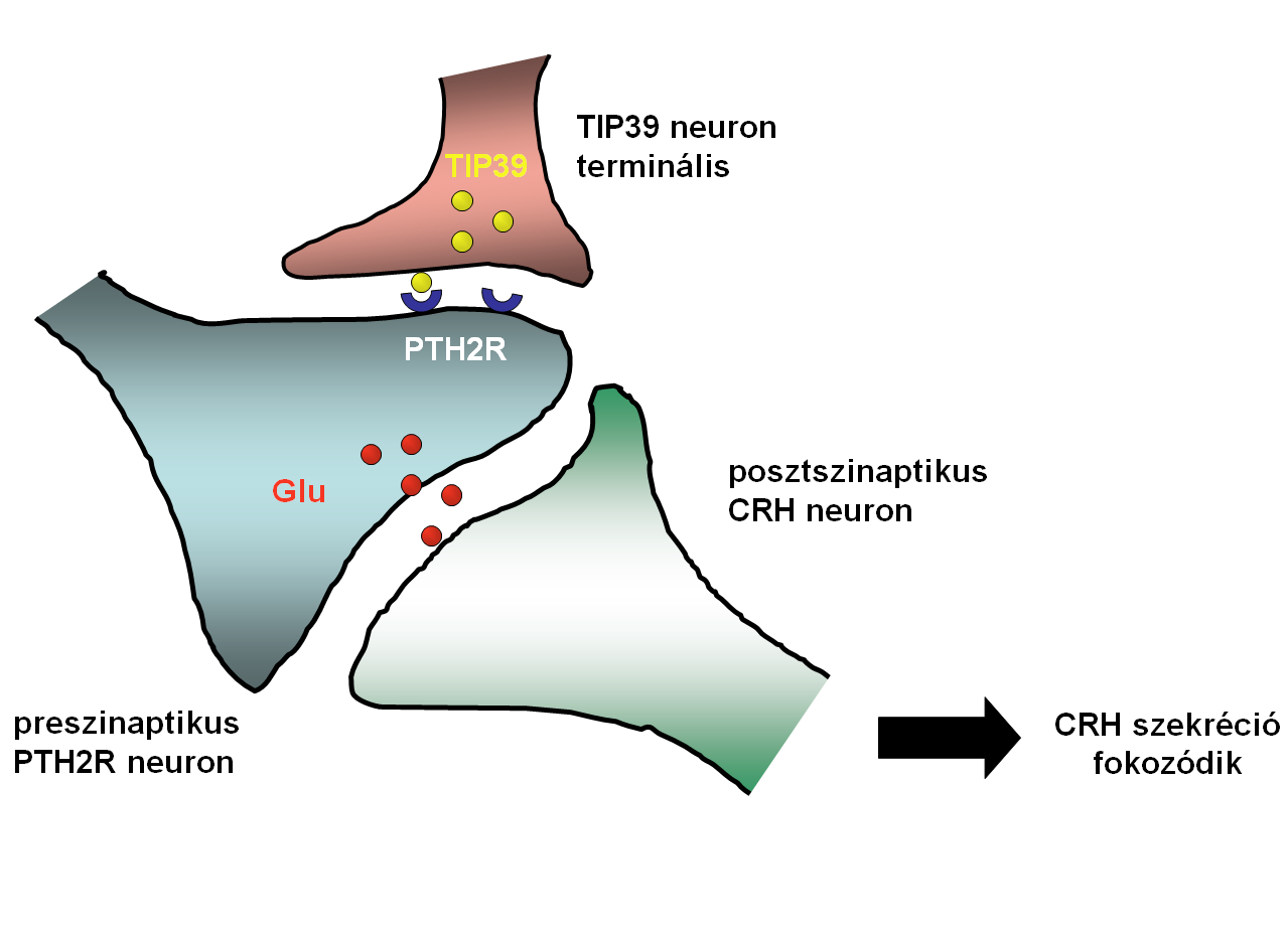 21. ábra A hypothalamus paraventricularis magjában (Pa) található CRH neuronok nem tartalmaznak PTH2 receptorokat, viszont a neuronokat beidegző glutamáterg neuronok egy része PTH2 receptort