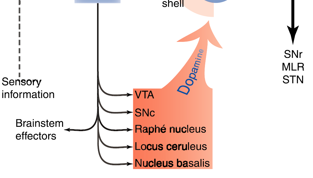mpfc medialis praefrontalis cortex BLA basolateralis amygdala CeN central nucleus NA nucleus accumbens VP - ventralis pallidum MD mediodorsalis VTA