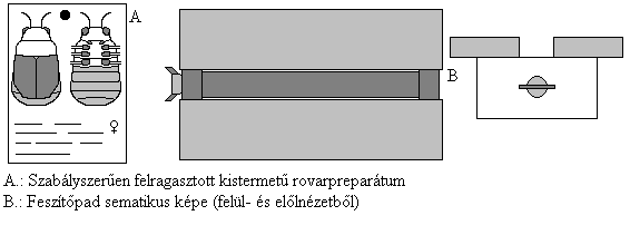 Ha olyan kicsi rovarjaink is vannak száraz preparátumnak melyek túl kicsik a tűvel való szúráshoz (a közönséges tűméreteken 0, 1, 2 és 3 kívül létezik 00-ás tű is, amely olyan vékony, hogy muslicát