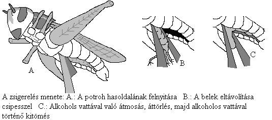 A példányok rendezése a preparálásuk módja szerint zajlik le. Azokat a gerincteleneket, amelyeket alkoholban vagy formaldehidben tárolunk, az említett anyagokkal töltött kis üvegcsékbe rakjuk.