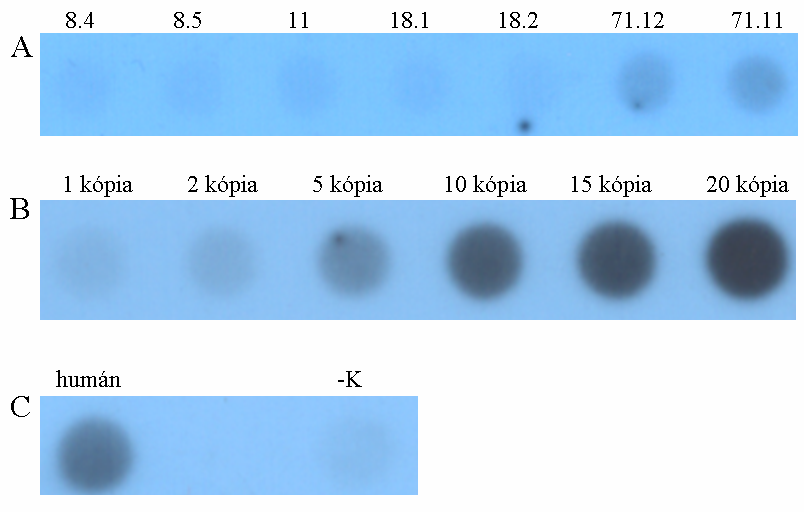 Eredmények 4.10.4. A transzgén kópiaszámának meghatározása Az integrálódott transzgén kópiaszámának meghatározásához a dot-blot eljárást alkalmaztunk. A 51.