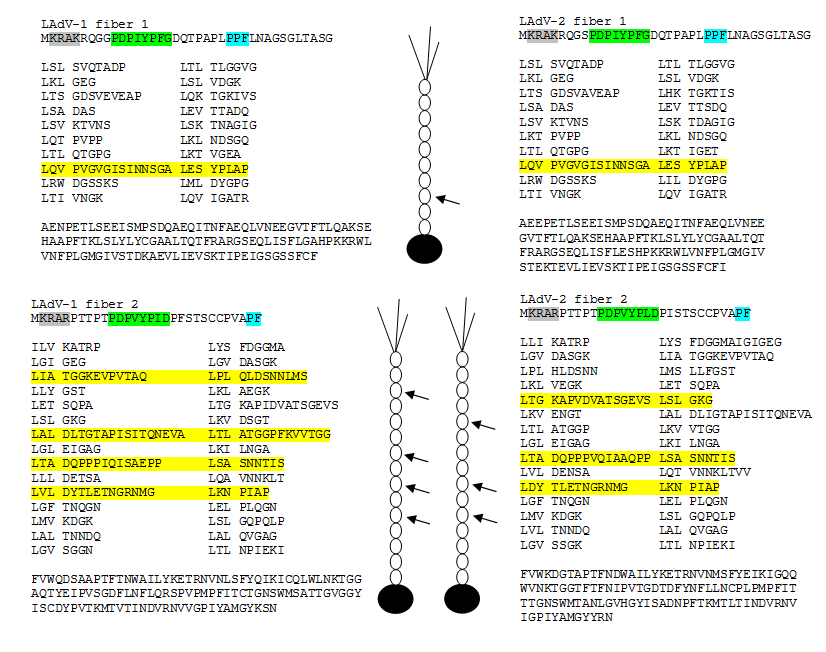27. ábra Az 1-es (LAdV-1) és a 2-es (LAdV-2) típusú gyík-adv fiber proteinjeinek aminosavsorrendjei és szerkezeti predikciója.