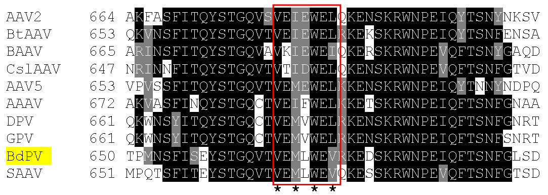 köré esik (30. ábra). A 7 aminosavból álló motívum szekvenciája megegyezik a SAAV-ban kimutathatóval. 30. ábra Assembly-activating protein kötőhelyek a VP fehérjék C-terminálisához közel.