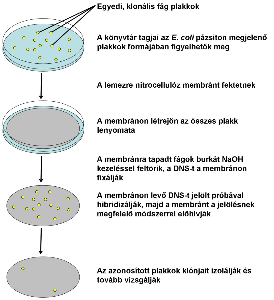 8.4. ábra: Plakk hibridizáció Ha nincs jelen olyan klón a kiválasztottak között, amelyik a teljes keresett szekvenciát tartalmazza, akkor a kromoszóma séta (chromosome walking) módszerével