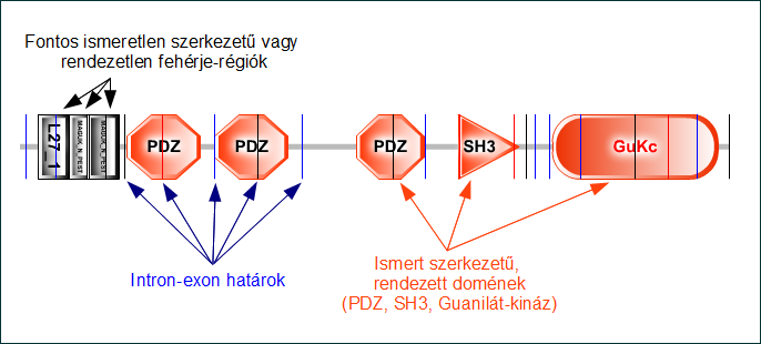 10.1.5. Szerkezeti és funkcionális adatbázisok Az előző alfejezetben láttuk, hogy adatbázisokat nem csak az elsődleges DNS vagy fehérjeszekvenciákból lehet létrehozni.