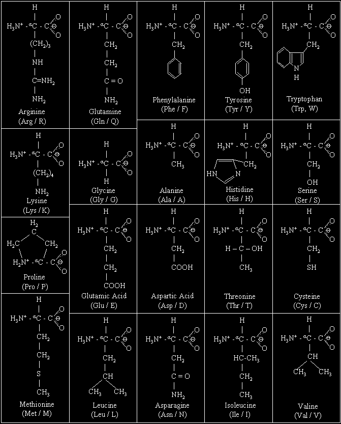 Az aminosavak a fehérjék építőkövei, mustban a legnagyobb mennyiségben az arginin, prolin, glutamin, treonin található.