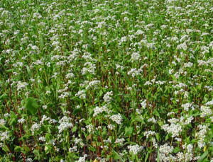 burgonya, kukorica, szója, babliszt, szezámmag, guar, lupin, teff, sárgaborsó, sago, manióka, agar-agar, nyílgyökér, xanthan gumi, taragumi (Cesalpinia spinosa lin),