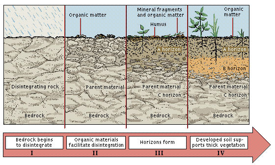 Szerves anyag Szerves-szervetlen kolloid komplex Holt szerves anyag Humusz A szint A szint B szint Mállásnak indult kőzet Mállott kőzet Mállott kőzet C szint Mállott kőzet C