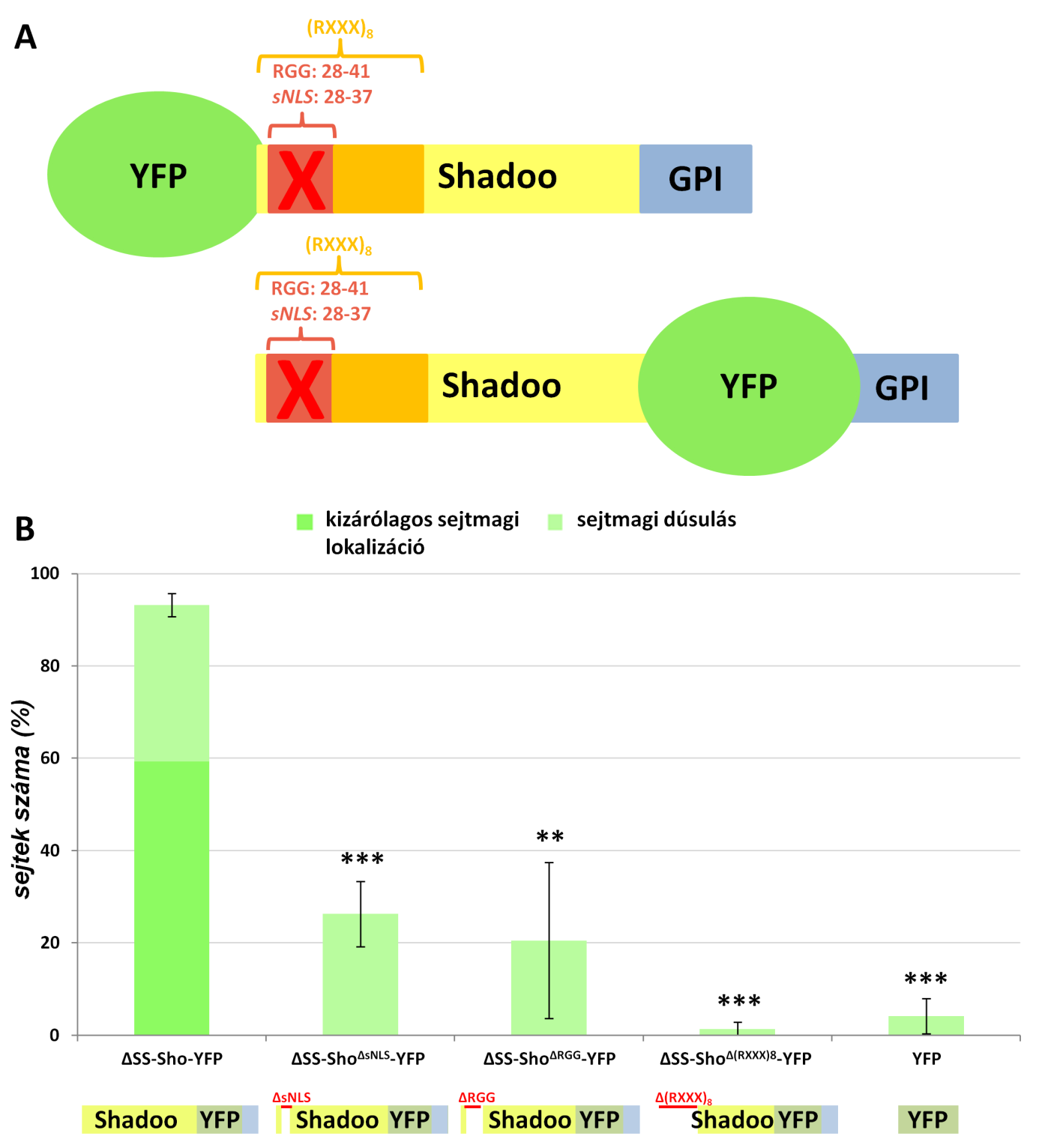 18. ábra ΔSS-Sho-YFP deléciós mutánsok A.) A deléciók helyzete a ΔSS-YFP-Sho és a ΔSS-Sho-YFP fehérjék esetében.