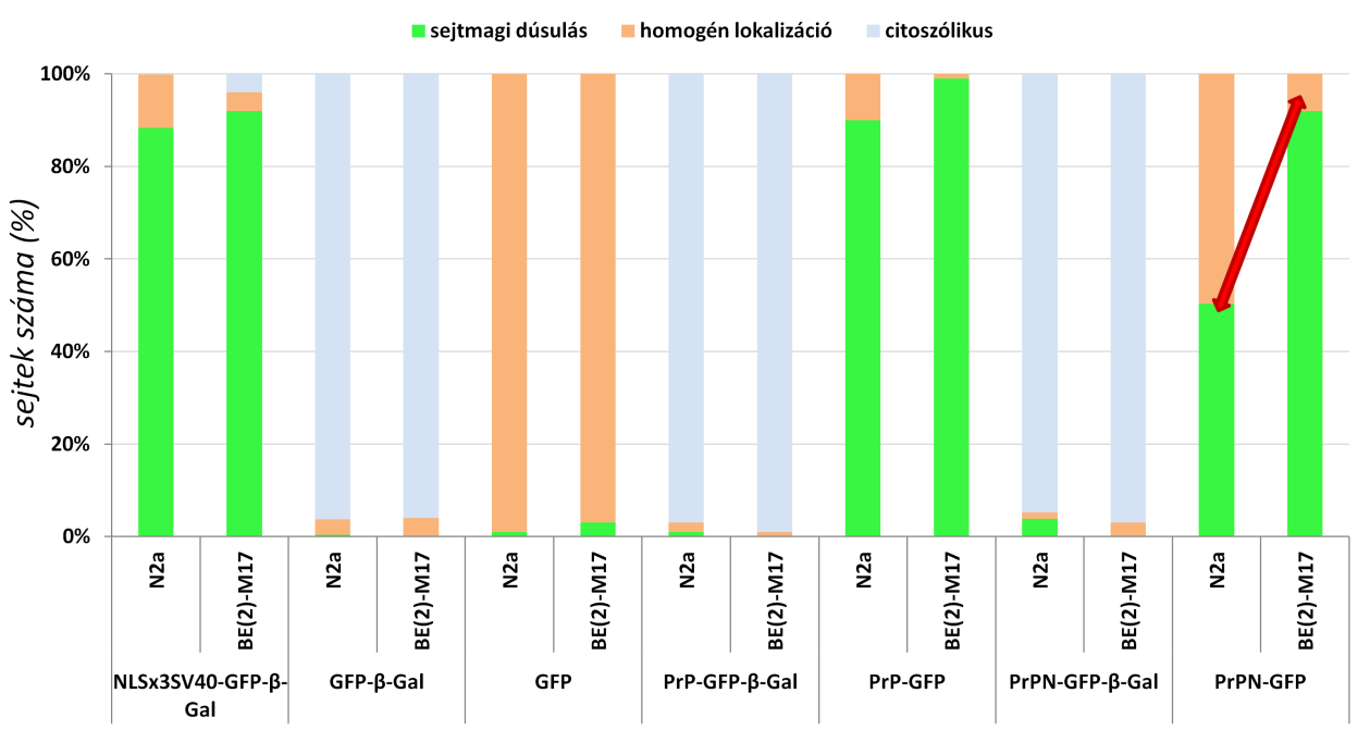 22. ábra A különböző prion fehérje fragmens GFP-β-galaktozidáz fúziós fehérjék lokalizációjának összehasonlítása N2a és BE(2)-M17 sejtekben A lokalizációt az alábbi szempontok alapján számoltuk: