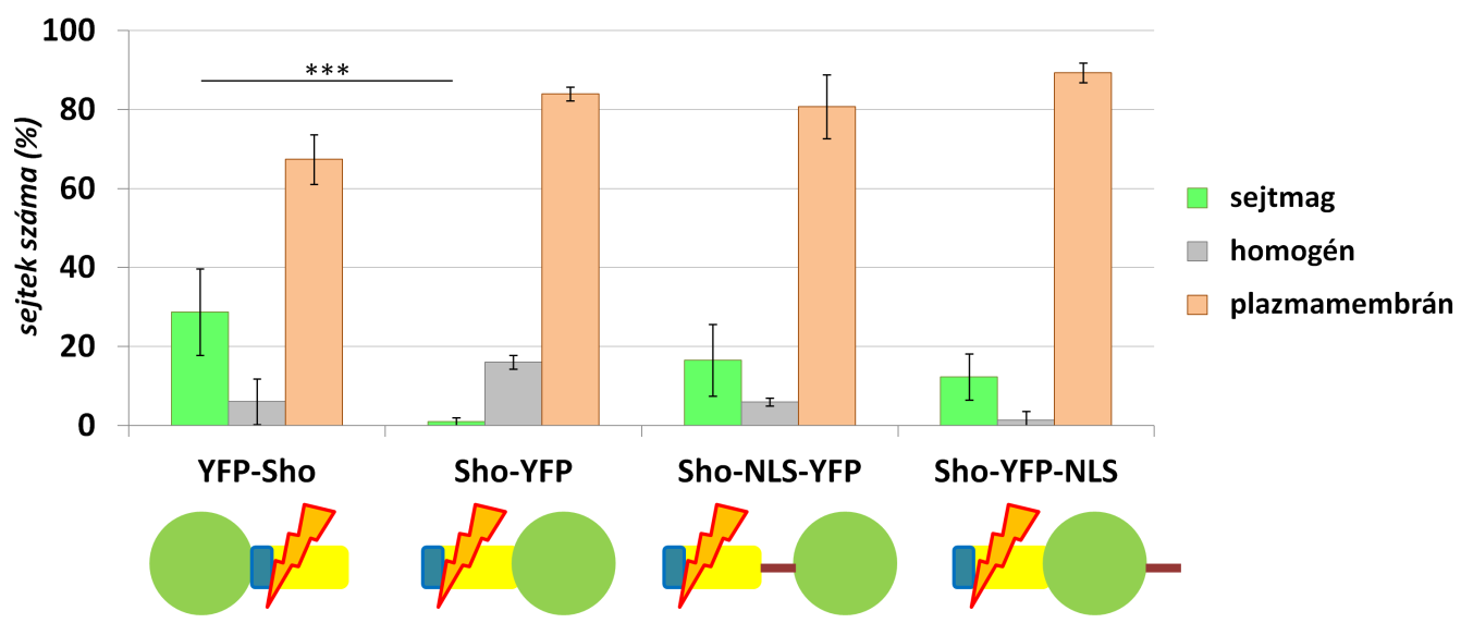 26. ábra A YFP-Sho, Sho-YFP, Sho-NLS-YFP és Sho-YFP-NLS fúziós fehérjék lokalizációja HeLa sejtekben A YFP-Sho, Sho-YFP, Sho-NLS-YFP és Sho-YFP-NLS fúziós fehérjék lokalizációjának megoszlása HeLa