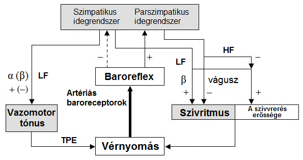 A VLF-mutató a szimpatikus idegrendszer, illetve a szimpatikus és paraszimpatikus idegrendszer együttes aktivitását tükrözi (Kardos és Gingl, 1994; Cerutti és mtsai, 1995).