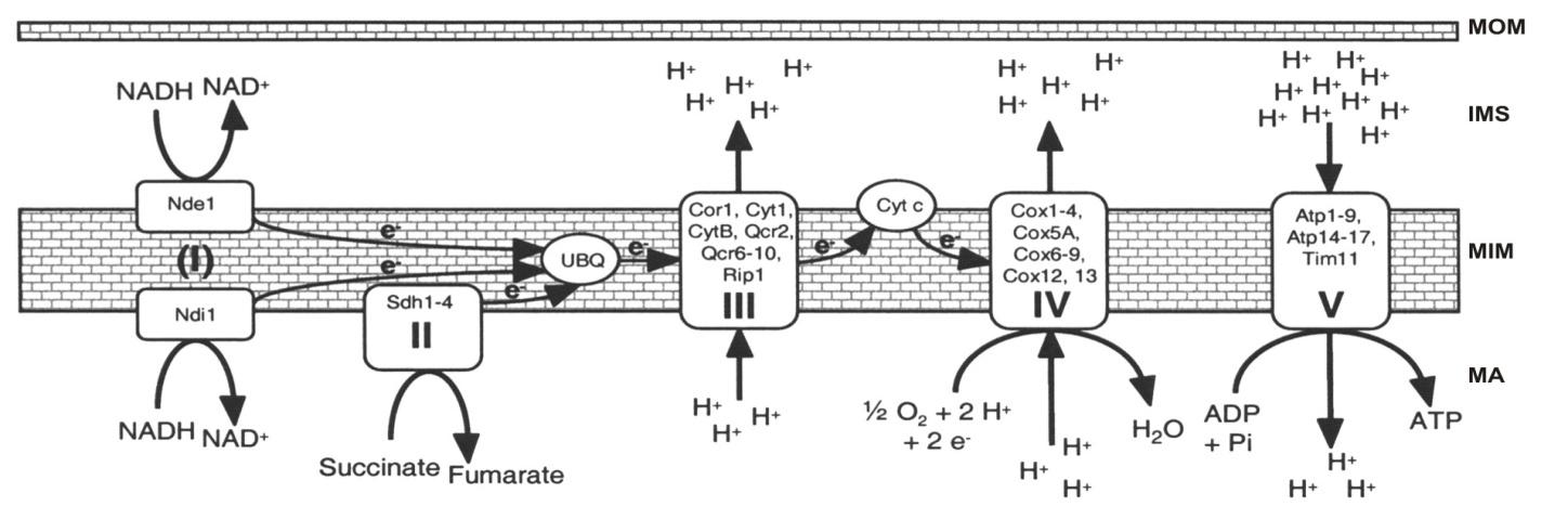 A kimutatás p-fenilén-diamin reagenssel történő redoxreakción alapul: a reagens irreverzibilisen sötétkék/lila