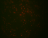 4301) felületen képzett, akridin naranccsal festett különbözı korú Pseudomonas aeruginosa ATCC 9027 biofilmek