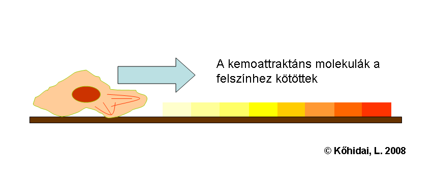 felszíneken történő, a grádiens koncentrációjától is függő, vektoriális elmozdulás (3.2 ábra) 3.