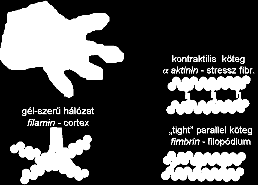 aktin-kötő fehérjék miozinok mikrotubulus asszociált fehérjék sejtmembrán vázrendszere Az aktin-kötő fehérjék szerkezete és szerepe is igen sokféle (3.5 ábra). 3.