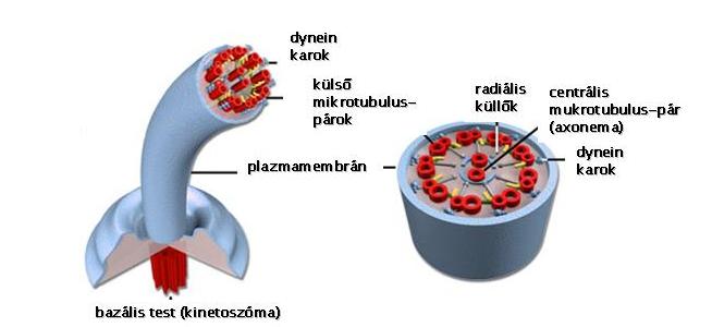 3.7 ábra Csilló mikrotulubuls-egység térbeli képe 3.